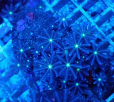 画像1: No.7 ハナヅタ グリーンコア (1)