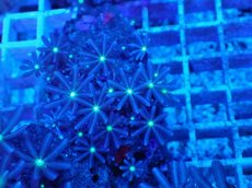 画像2: No.7 ハナヅタ グリーンコア (2)