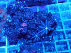 画像2: No.8 ハナヅタ グリーンコア (2)