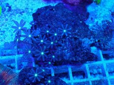 画像1: No.9 ハナヅタ グリーンコア (1)