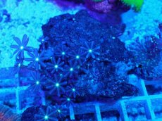 画像2: No.9 ハナヅタ グリーンコア (2)