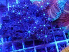 画像2: No.10 ハナヅタ グリーンコア (2)