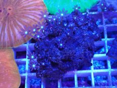 画像1: No.11 ハナヅタ グリーンコア (1)