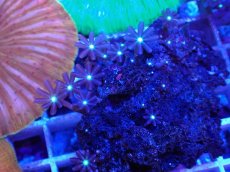 画像2: No.11 ハナヅタ グリーンコア (2)