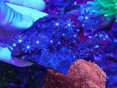 画像1: No.12 ハナヅタ グリーンコア (1)