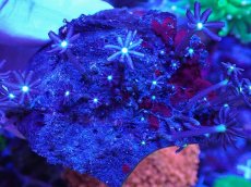 画像2: No.12 ハナヅタ グリーンコア (2)