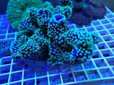 画像1: No.1 ヨコミゾスリバチサンゴ (1)