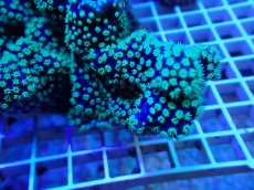 画像2: No.1 ヨコミゾスリバチサンゴ (2)