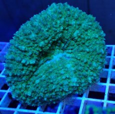 画像1: No.1 ガラハナガタサンゴ グリーン (1)