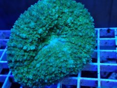 画像2: No.1 ガラハナガタサンゴ グリーン (2)