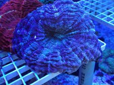 画像1: No.1 アザミハナガタサンゴ カラー (1)