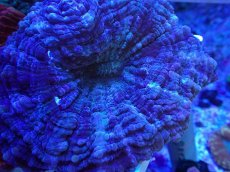 画像2: No.1 アザミハナガタサンゴ カラー (2)