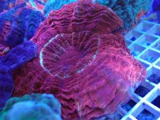 画像1: No.2 アザミハナガタサンゴ レッド (1)