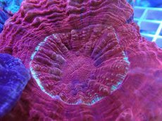 画像2: No.2 アザミハナガタサンゴ レッド (2)