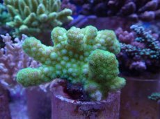 画像1: No.1 ヘラジカハナヤサイサンゴ グリーン (1)