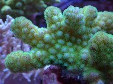 画像2: No.1 ヘラジカハナヤサイサンゴ グリーン (2)