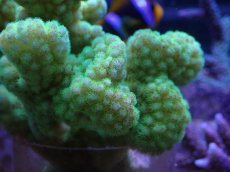 画像2: No.2 ヘラジカハナヤサイサンゴ グリーン (2)