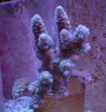 画像1: No.3 バーミキュラータ ピンク (1)