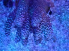 画像2: No.3 バーミキュラータ ピンク (2)