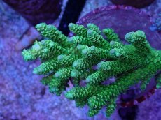 画像1: No.4 バーミキュラータ グリーン (1)