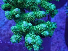 画像2: No.4 バーミキュラータ グリーン (2)