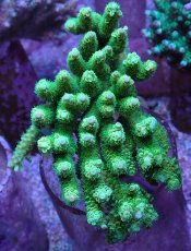 画像1: No.5 バーミキュラータ グリーン (1)