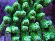 画像2: No.5 バーミキュラータ グリーン (2)