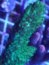 画像2: No.6 オーストラリア産 ヤスリミドリイシ (2)