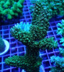 画像2: No.7 オーストラリア産 ヤスリミドリイシ (2)