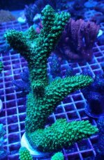 画像1: No.8 オーストラリア産 ヤスリミドリイシ (1)