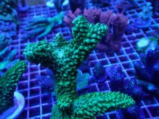 画像2: No.8 オーストラリア産 ヤスリミドリイシ (2)