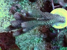 画像1: No.9 バーミキュラータ ピンク (1)