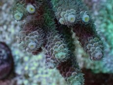 画像2: No.9 バーミキュラータ ピンク (2)