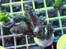 画像1: No.10 バーミキュラータ ピンク (1)