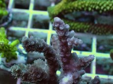 画像2: No.10 バーミキュラータ ピンク (2)