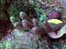 画像1: No.11 バーミキュラータ ピンク (1)