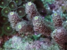 画像2: No.11 バーミキュラータ ピンク (2)