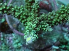 画像2: No.12 トゲスギノキミドリイシ (2)