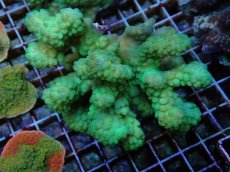 画像1: No.13 ヘラジカハナヤサイサンゴ グリーン (1)