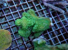 画像1: No.14 ヘラジカハナヤサイサンゴ グリーン (1)