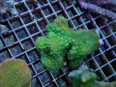 画像2: No.14 ヘラジカハナヤサイサンゴ グリーン (2)