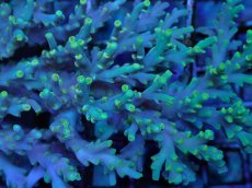 画像2: No.15 スペシオーサ (2)