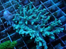 画像1: No.16 スペシオーサ (1)