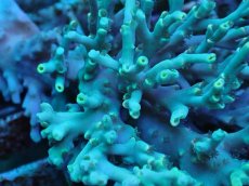 画像2: No.16 スペシオーサ (2)