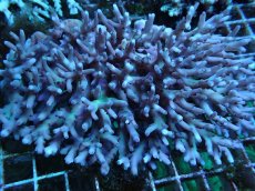 画像1: No.17 ロリペス (1)