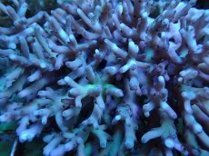 画像2: No.17 ロリペス (2)