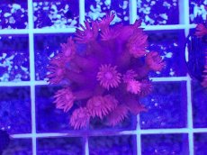 画像1: No.9 トンガ産　ハナガササンゴ　レッド (1)