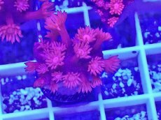 画像1: No.12 トンガ産　ハナガササンゴ　レッド (1)