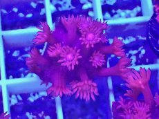 画像2: No.13 トンガ産　ハナガササンゴ　レッド (2)