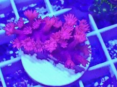 画像1: No.15 トンガ産　ハナガササンゴ　レッド (1)